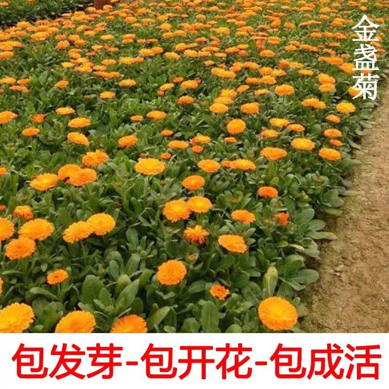 四季种易活开花夏播室内盆栽花卉夏季花种子夏天种花草