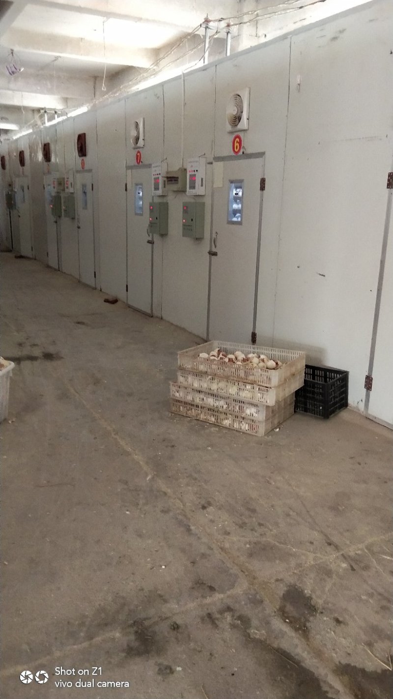 灰狮头鹅苗，大品种，生长速度快，抗病能力强，包成活，