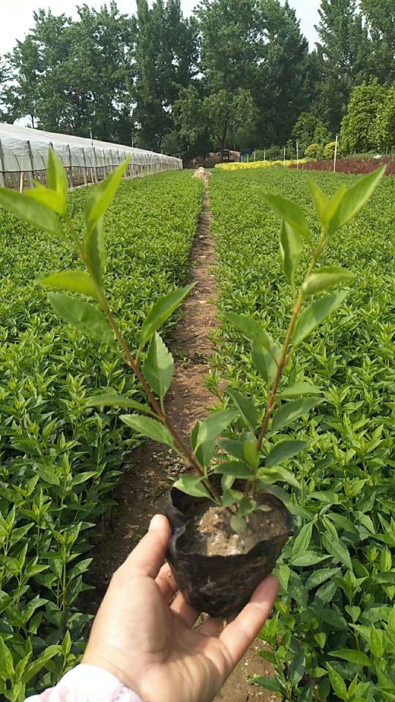 连翘！（连翘苗）绿化连翘苗耐运输种植基地直发