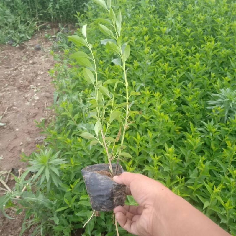 连翘！（连翘苗）绿化连翘苗耐运输种植基地直发