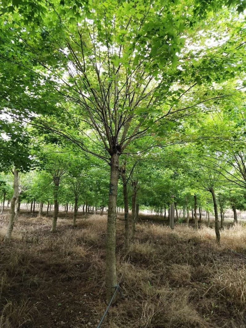 河南供应10---30公分精品正宗五角枫