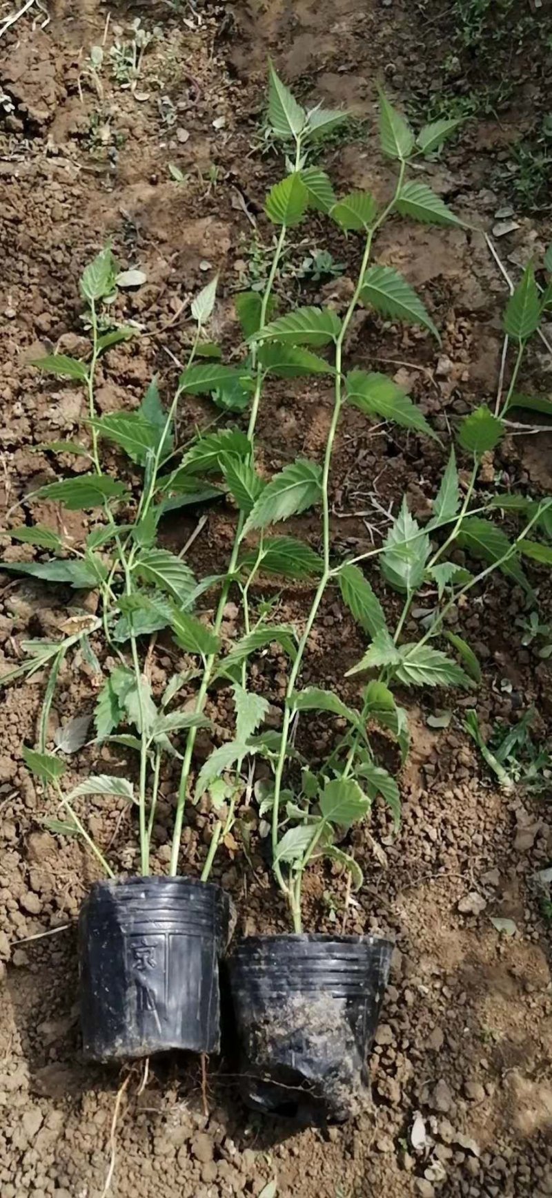 棣棠！绿化苗木！种植基地！绿化工程专用苗木