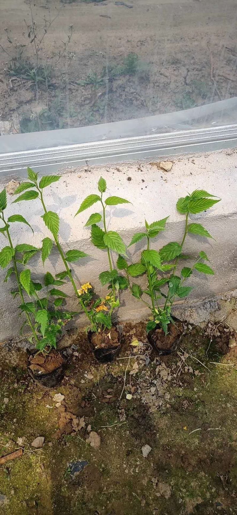 棣棠！绿化苗木！种植基地！绿化工程专用苗木