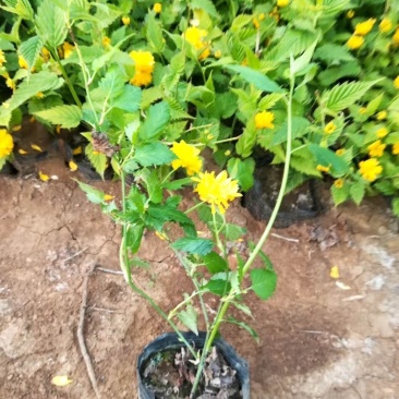 棣棠！绿化苗木！种植基地！绿化工程专用苗木