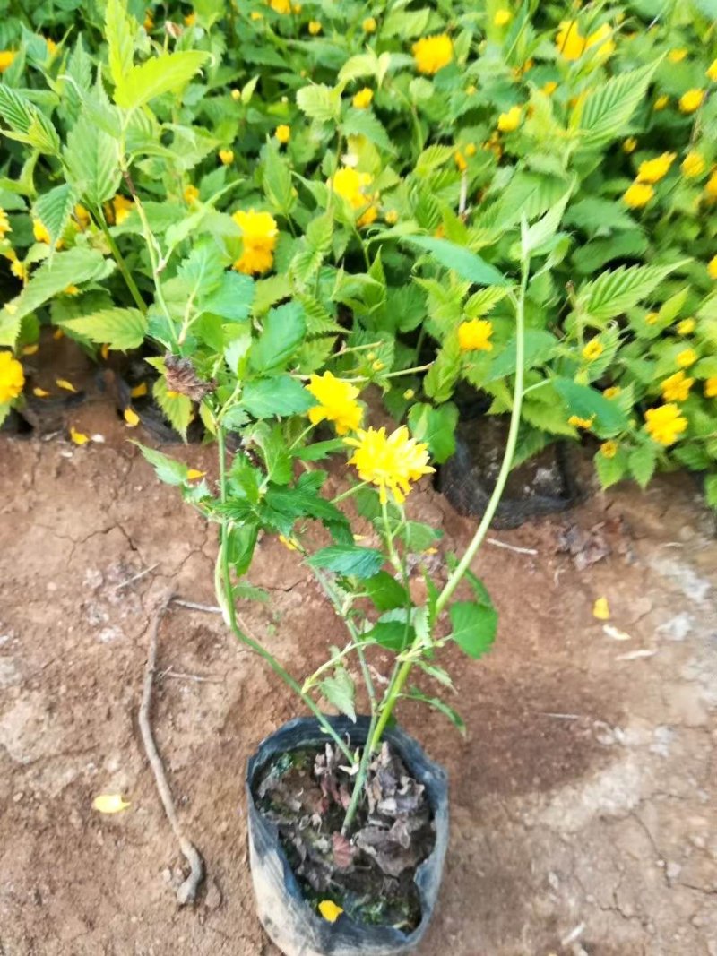 棣棠！绿化苗木！种植基地！绿化工程专用苗木