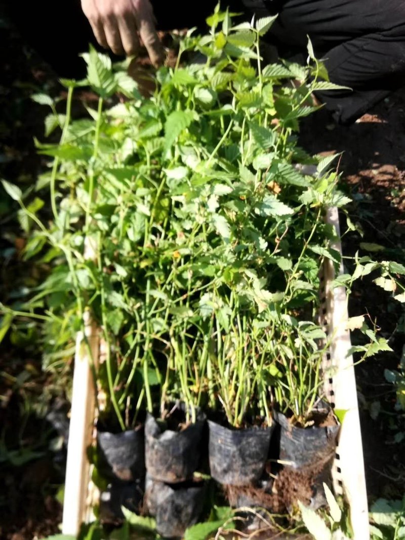 棣棠！绿化苗木！种植基地！绿化工程专用苗木