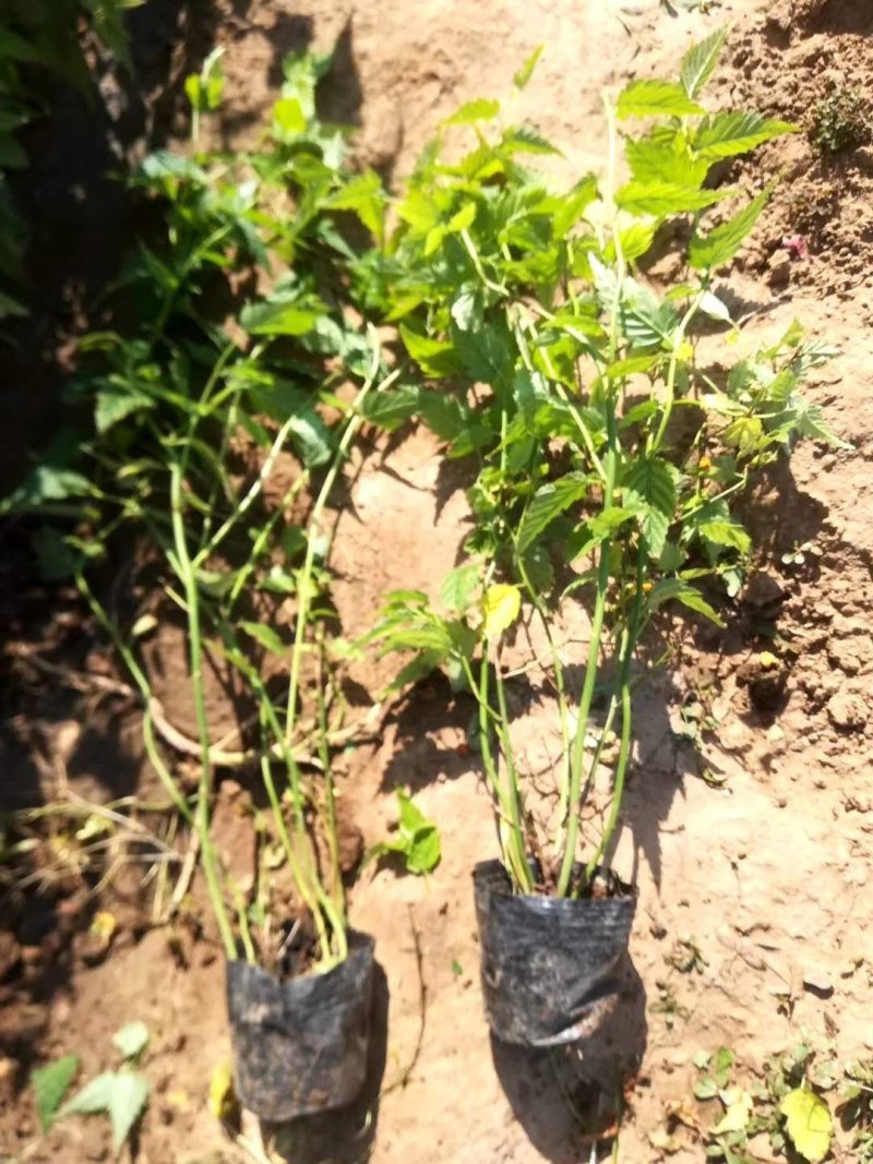 棣棠！绿化苗木！种植基地！绿化工程专用苗木