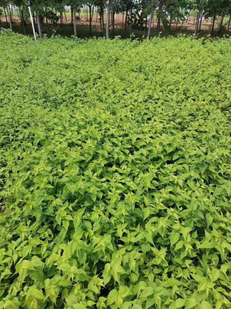 棣棠！绿化苗木！种植基地！绿化工程专用苗木
