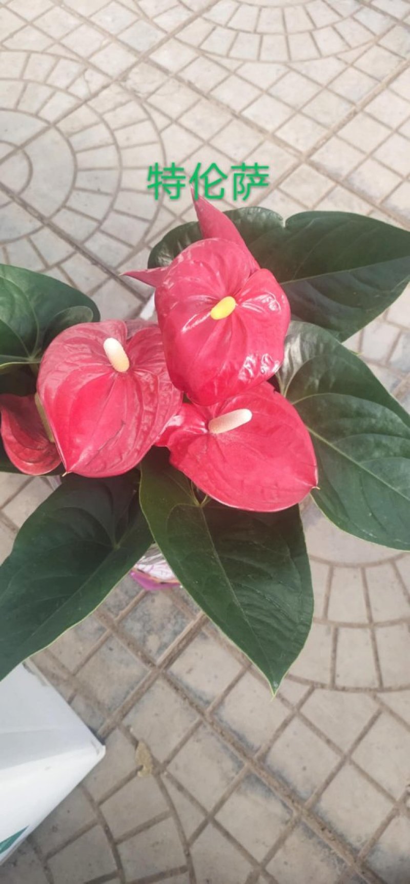 红掌，马都拉，特伦萨～