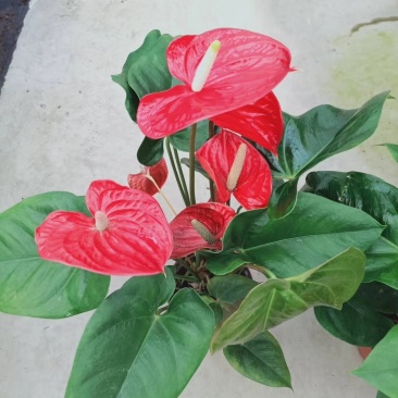 红掌，马都拉，特伦萨～
