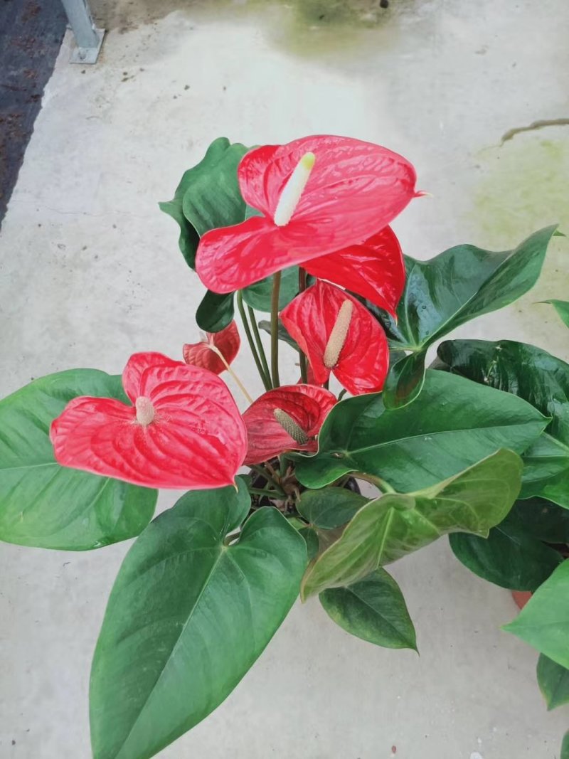 红掌，马都拉，特伦萨～