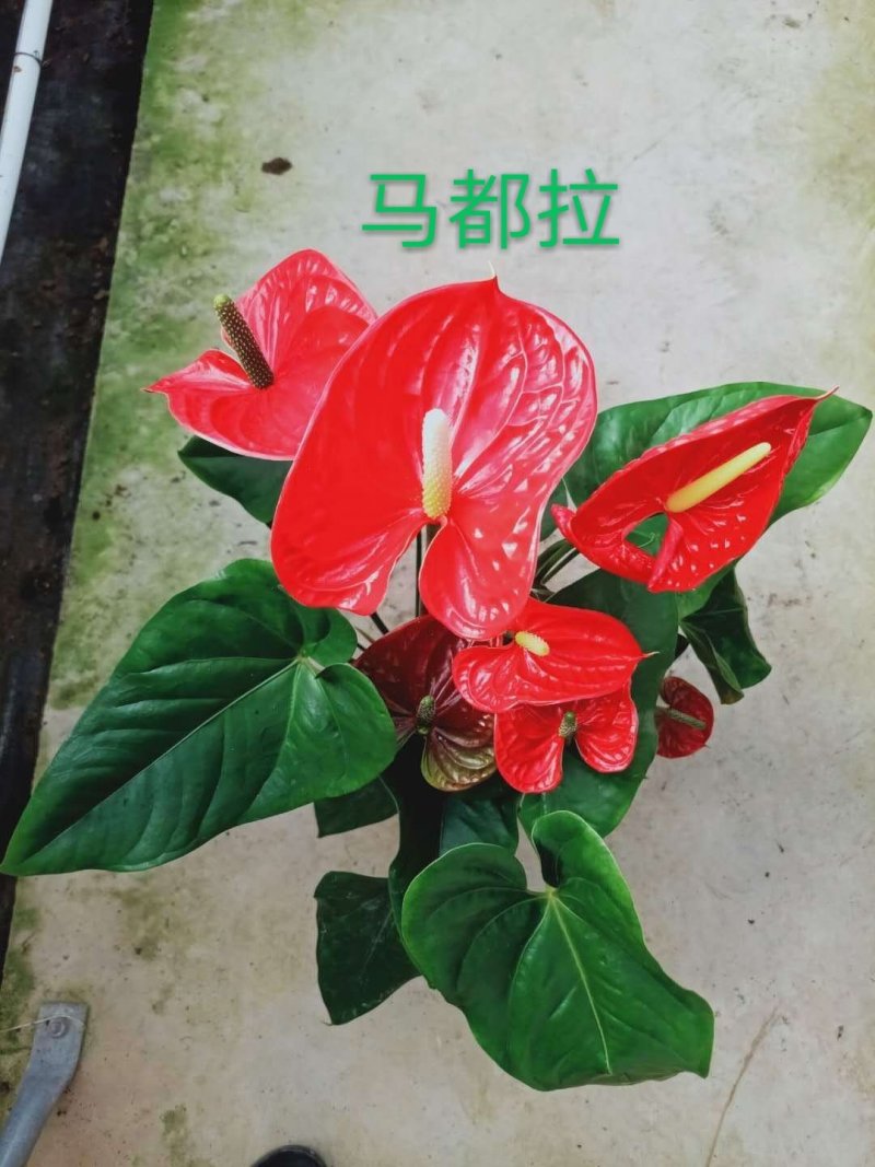 红掌，马都拉，特伦萨～