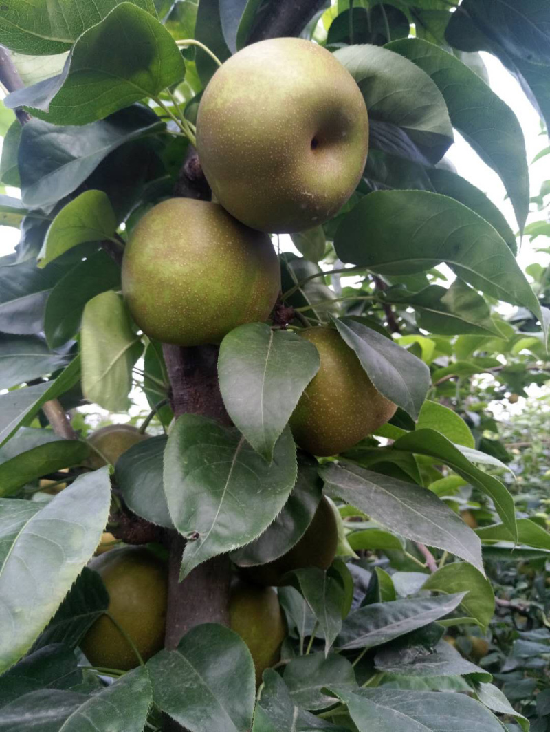 翠冠梨优质大量上市农户直销湖北潜江