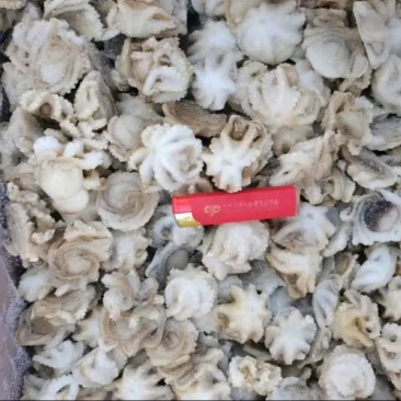 三去盐柔八爪鱼盐磨八爪鱼捞汁火锅大小规格都有