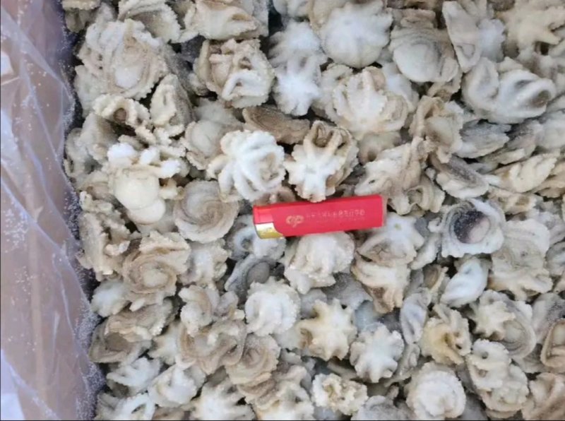三去盐柔八爪鱼盐磨八爪鱼捞汁火锅大小规格都有
