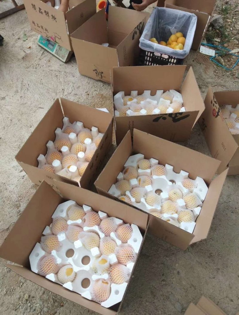 【精品黄金黄桃】现摘现发，硬度高果面亮，口感脆甜，特别甜