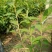 红王子锦带（锦带苗）绿化工程专用苗木红王子锦带）种植基地