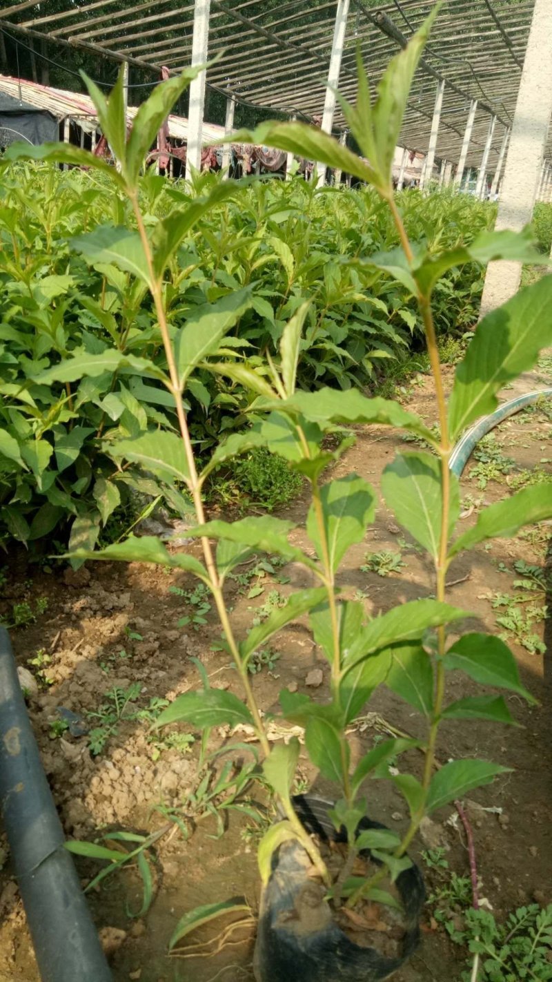 红王子锦带（锦带苗）绿化工程专用苗木红王子锦带）种植基地