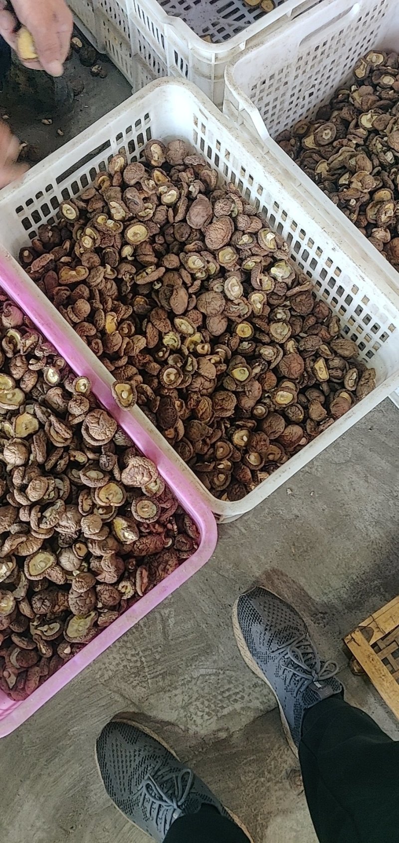 干香菇香菇脚产地直销