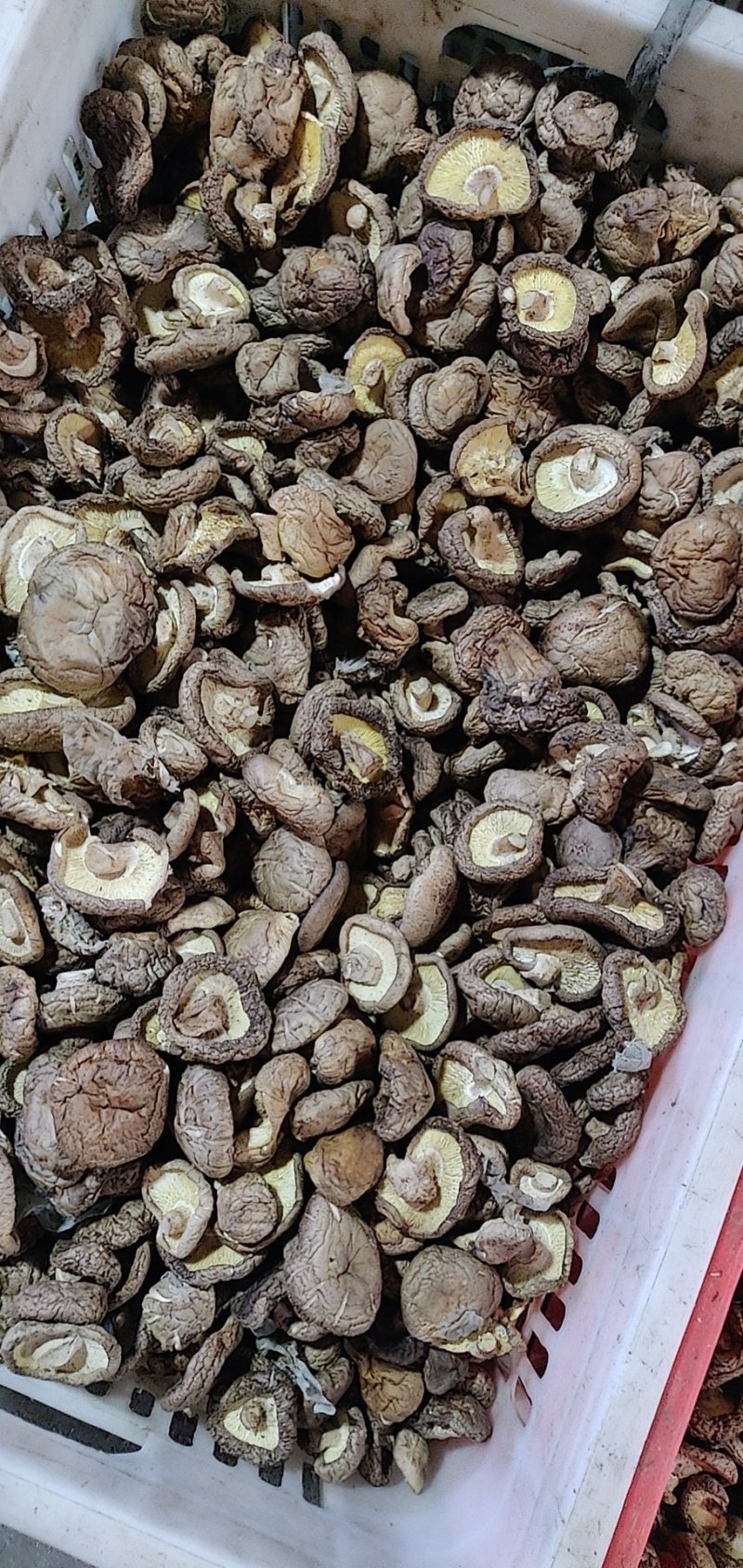 干香菇香菇脚产地直销