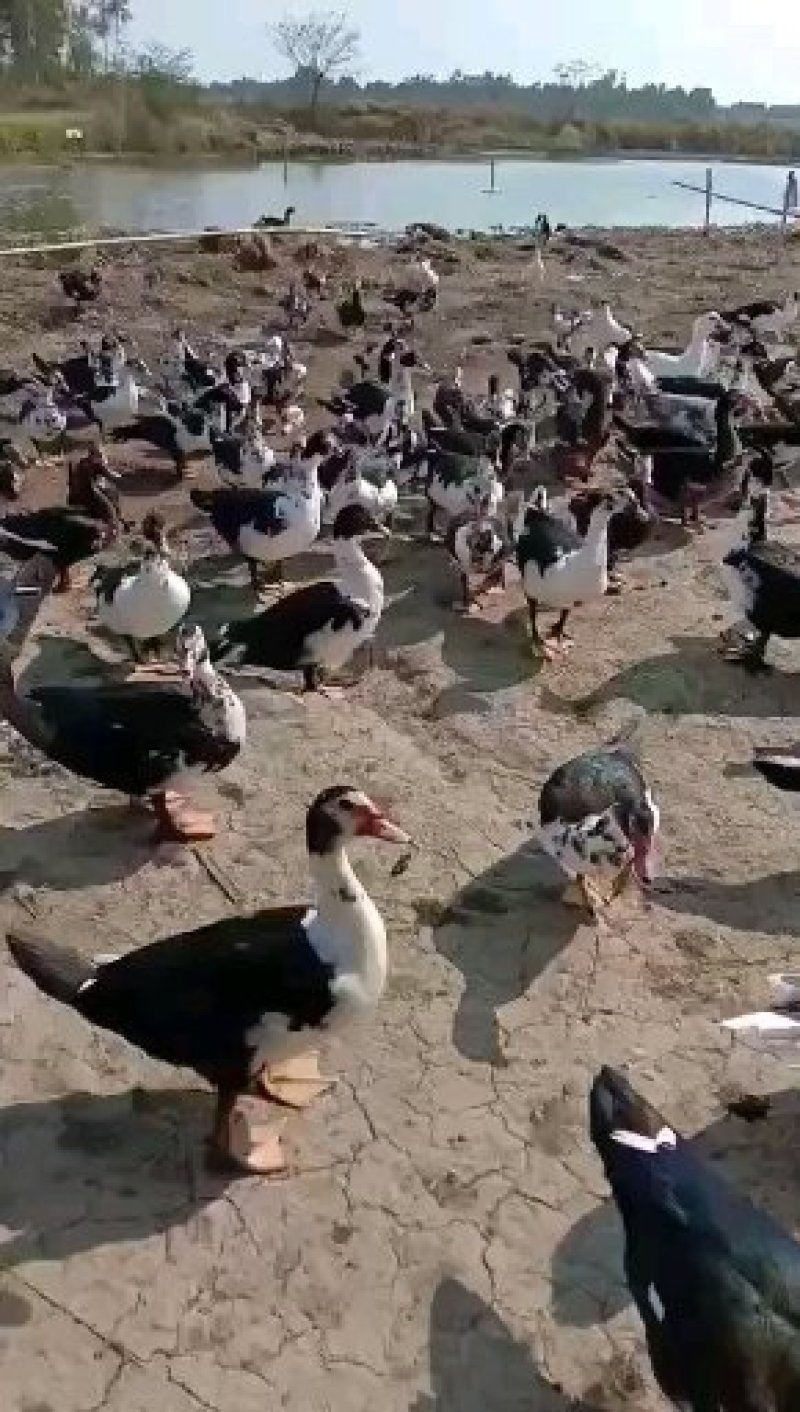 西洋番鸭自营养殖场新鲜宰杀直发