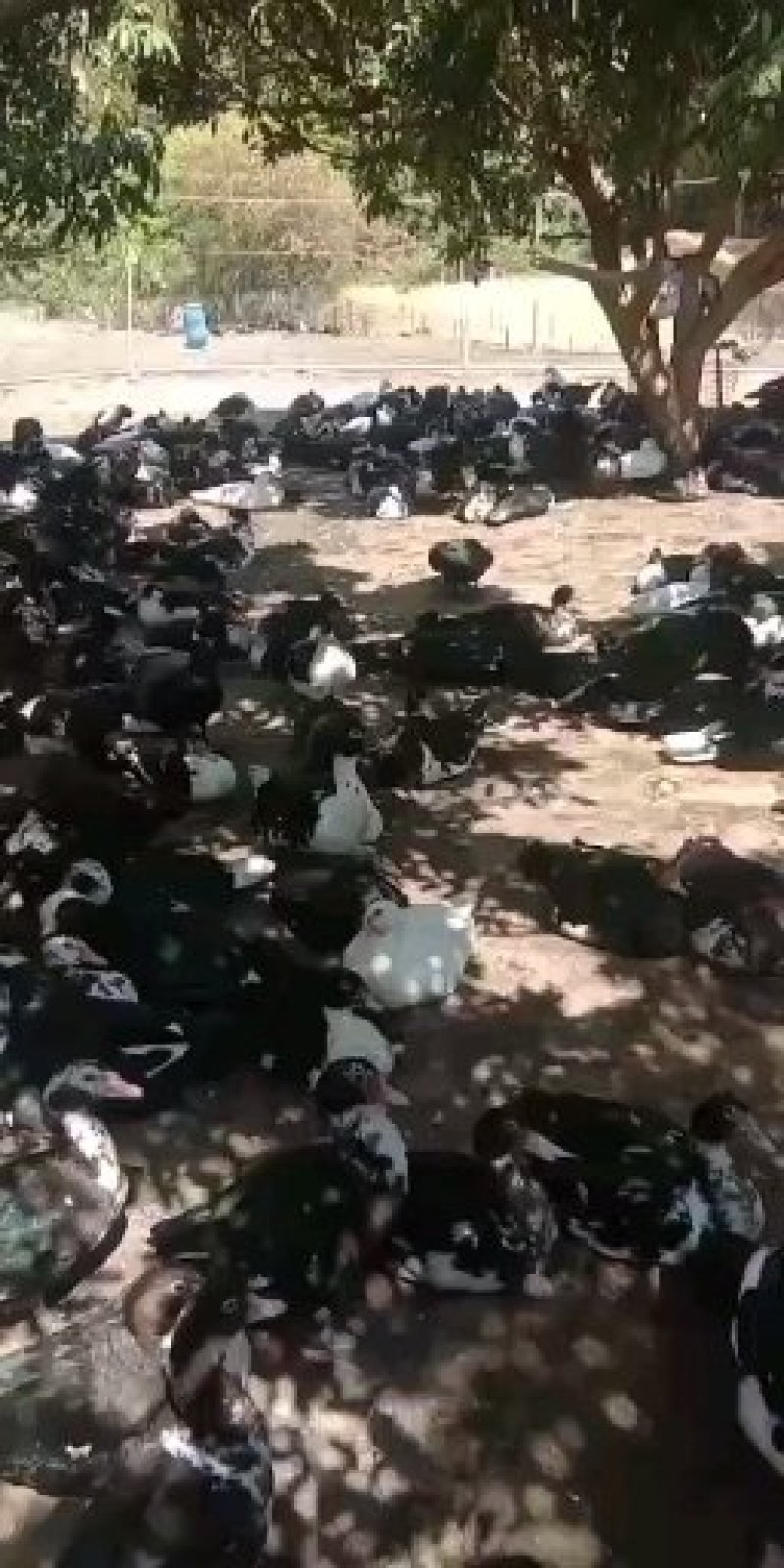 西洋番鸭自营养殖场新鲜宰杀直发