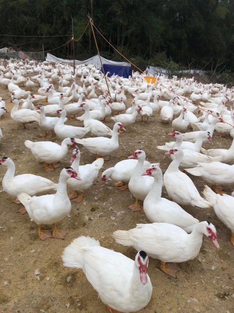 西洋番鸭自营养殖场新鲜宰杀直发