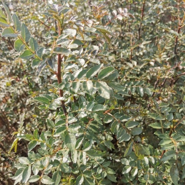 大红袍花椒苗