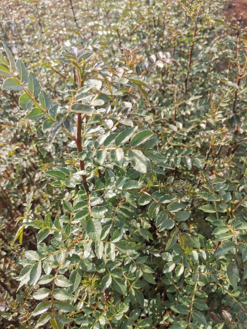 大红袍花椒苗