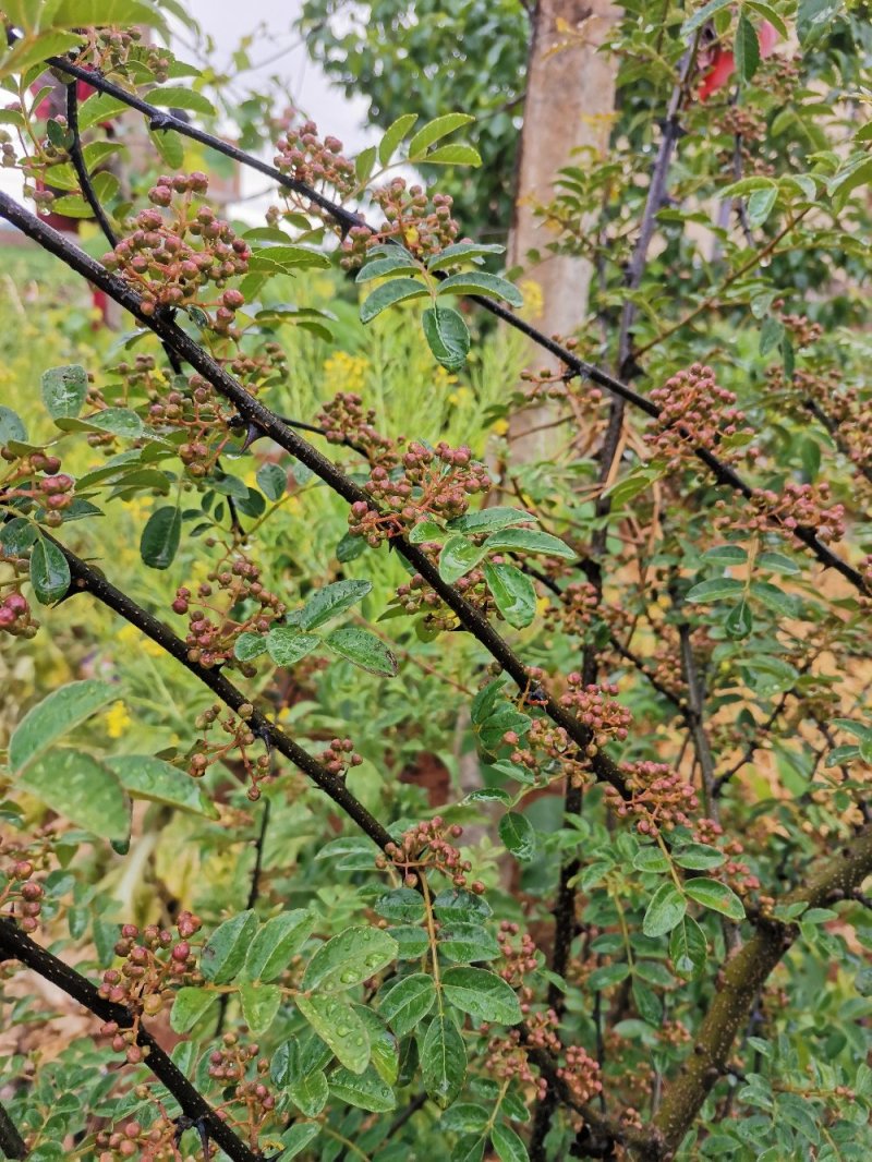 大红袍花椒苗