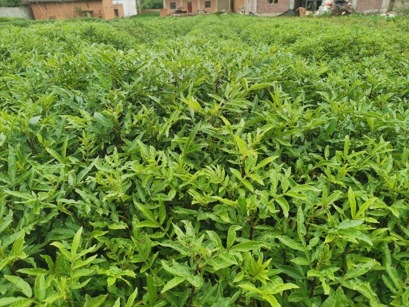 大红袍花椒苗