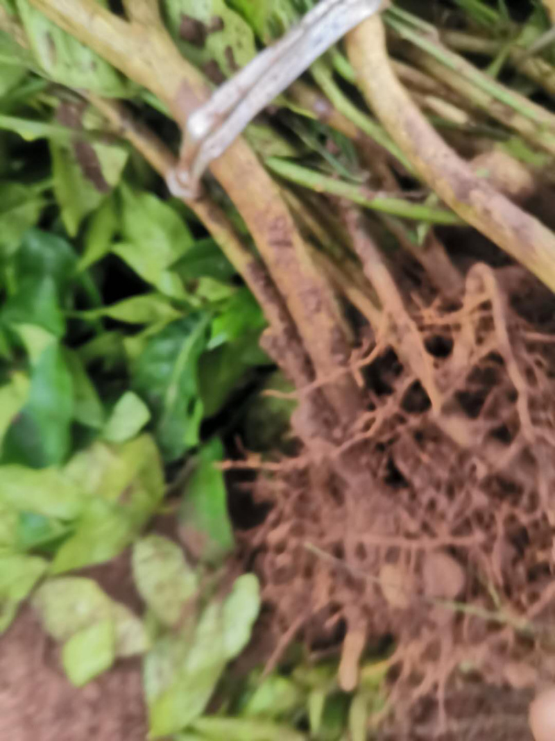 香橙苗，香橙奶苗，1年苗，2年苗，3年苗。。。。。。。。
