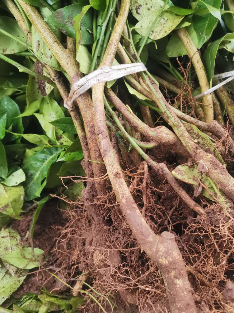香橙苗，香橙奶苗，1年苗，2年苗，3年苗。。。。。。。。