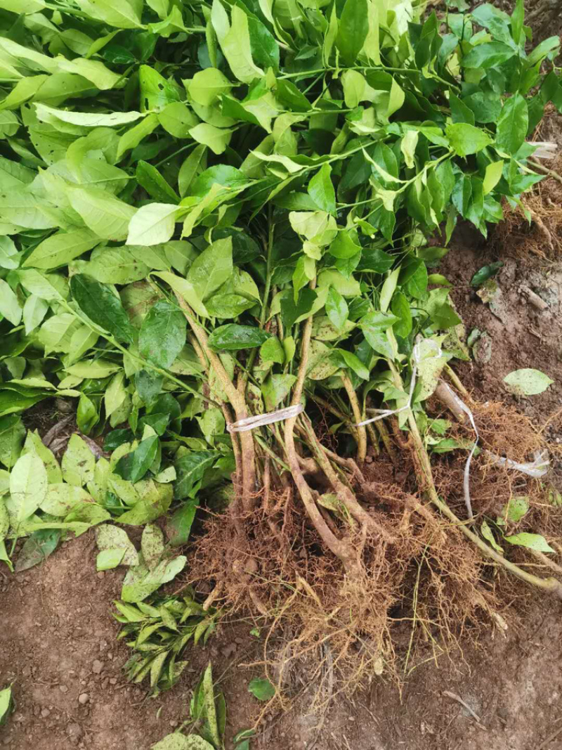 香橙苗，香橙奶苗，1年苗，2年苗，3年苗。。。。。。。。