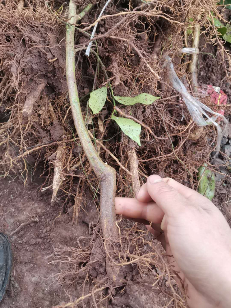 香橙苗，香橙奶苗，1年苗，2年苗，3年苗。。。。。。。。
