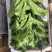 冰草