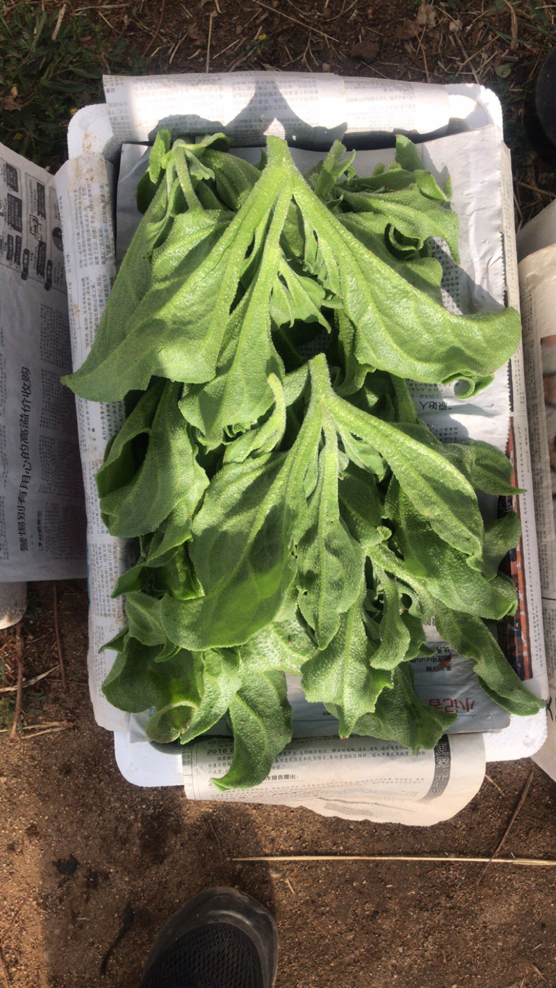 冰草