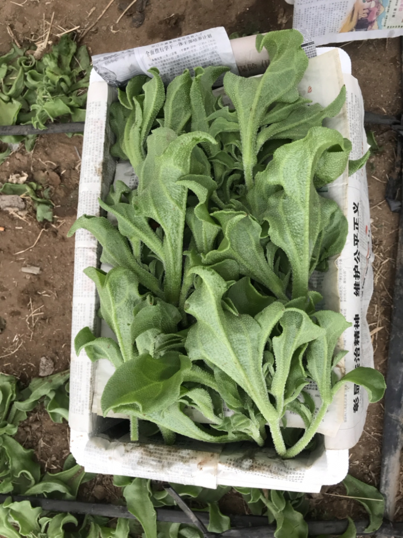 冰草