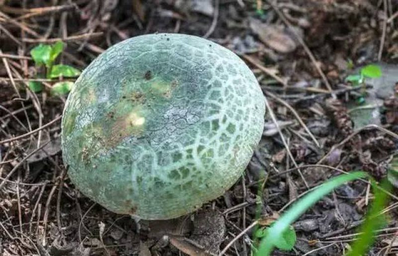 云南野生菌