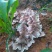 云南野生菌
