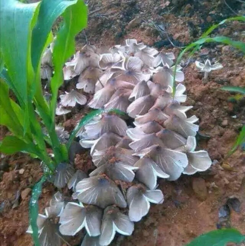 云南野生菌