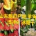 寿光博洋9博洋91大量供应大量现货供应质量保证