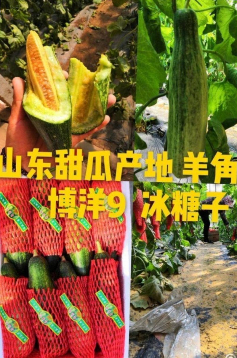 寿光博洋9博洋91大量供应大量现货供应质量保证