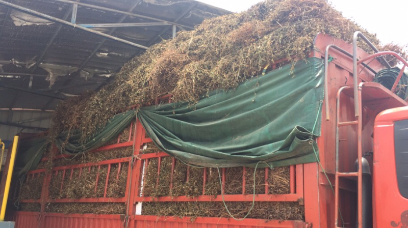 湖北鱼腥草干叶大量上市基地直供可视频看货