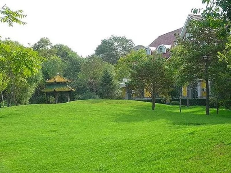 进口矮生四季青草坪种子庭院别墅绿化护坡草坪草籽四季常青耐