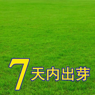 进口矮生四季青草坪种子庭院别墅绿化护坡草坪草籽四季常青耐