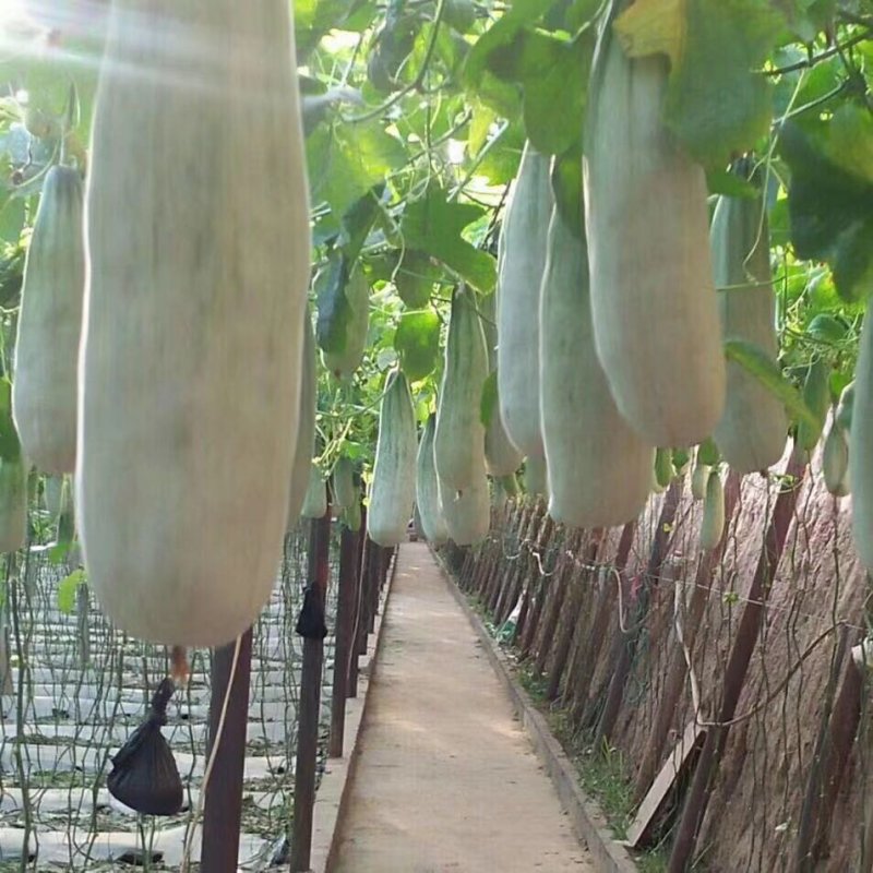山东博洋61羊角蜜博洋91博洋61博洋9盘古蜜代收