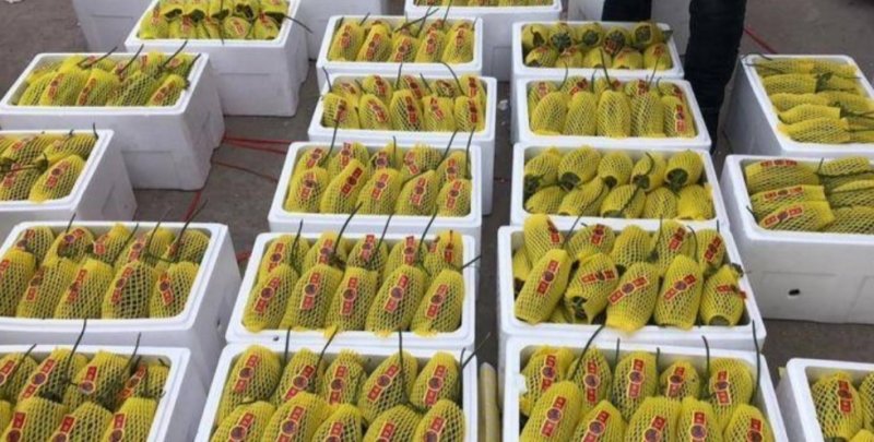 山东博洋61羊角蜜博洋91博洋61博洋9盘古蜜代收