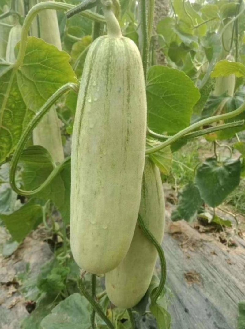 山东博洋61羊角蜜博洋91博洋61博洋9盘古蜜代收