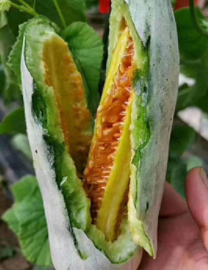山东博洋61羊角蜜博洋91博洋61博洋9盘古蜜代收